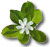 fleur tiare